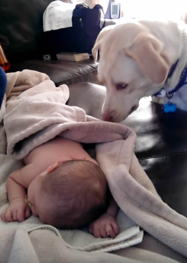 動画 寝てる赤ちゃんに をかけてあげる 犬のお姉さん まんまみーあ