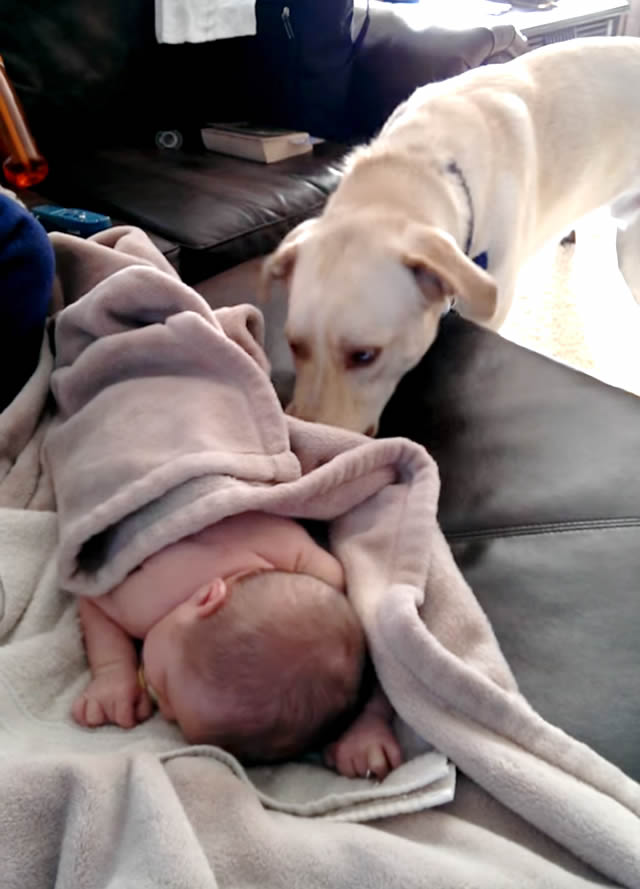 動画 寝てる赤ちゃんに をかけてあげる 犬のお姉さん まんまみーあ